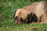 FILA BRASILEIRO 021